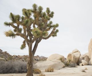 Joshua tree standing in the desert