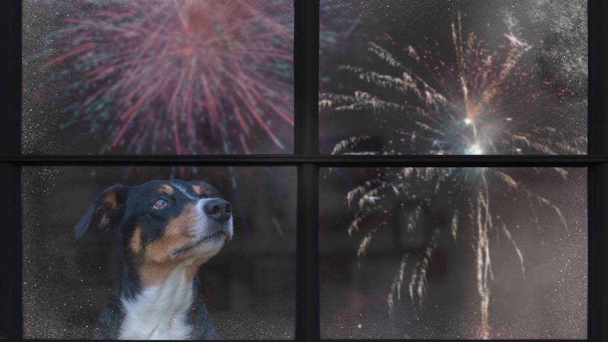 Dog watching fireworks