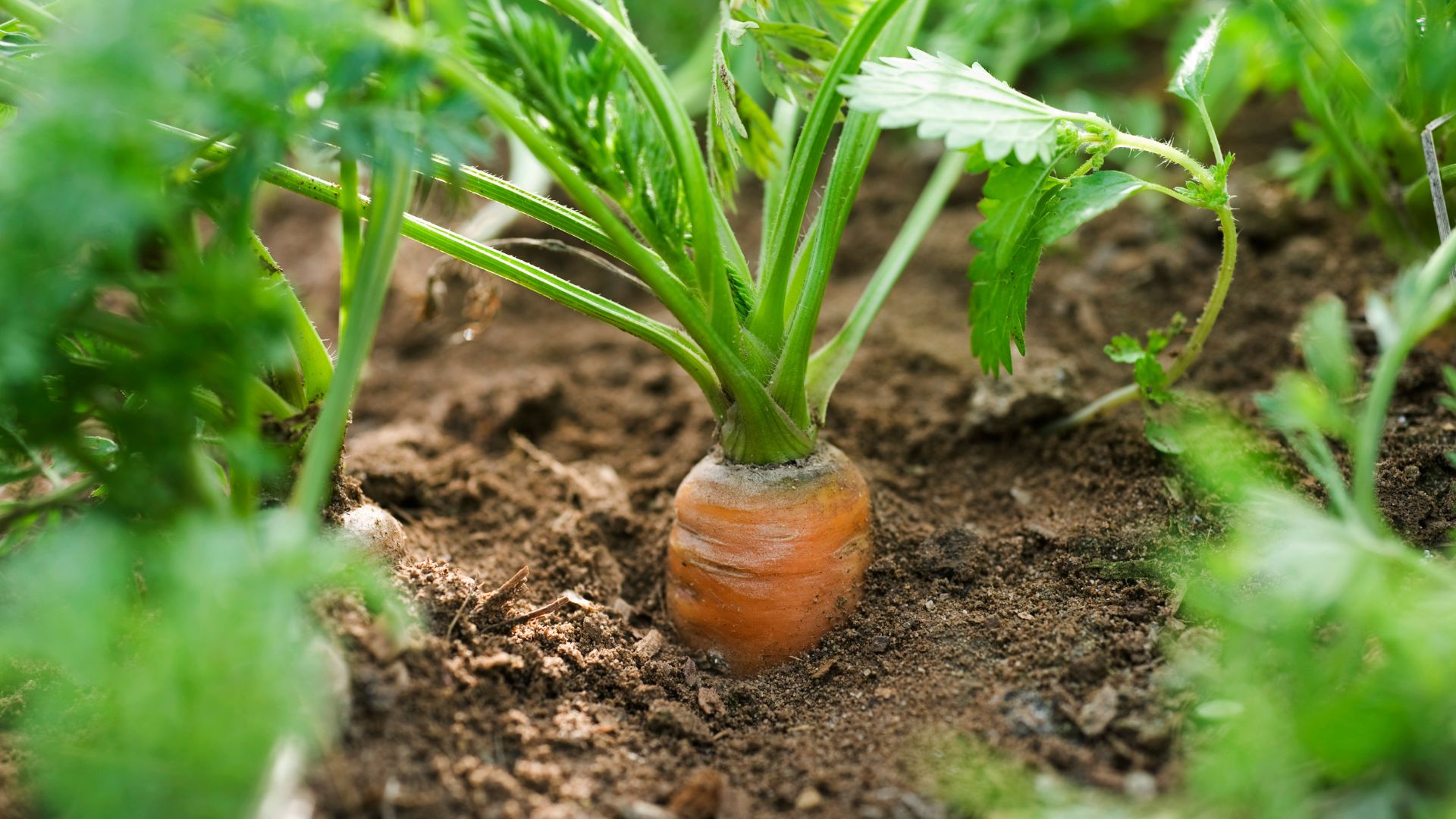 picture of carrot growing in vegetable garden