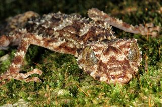 leaf-tailed gecko from australia