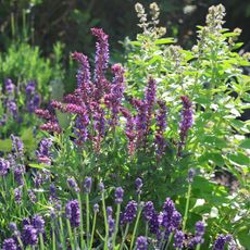 mixed herbs in garden border with lavender and catmint