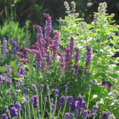 mixed herbs in garden border with lavender and catmint