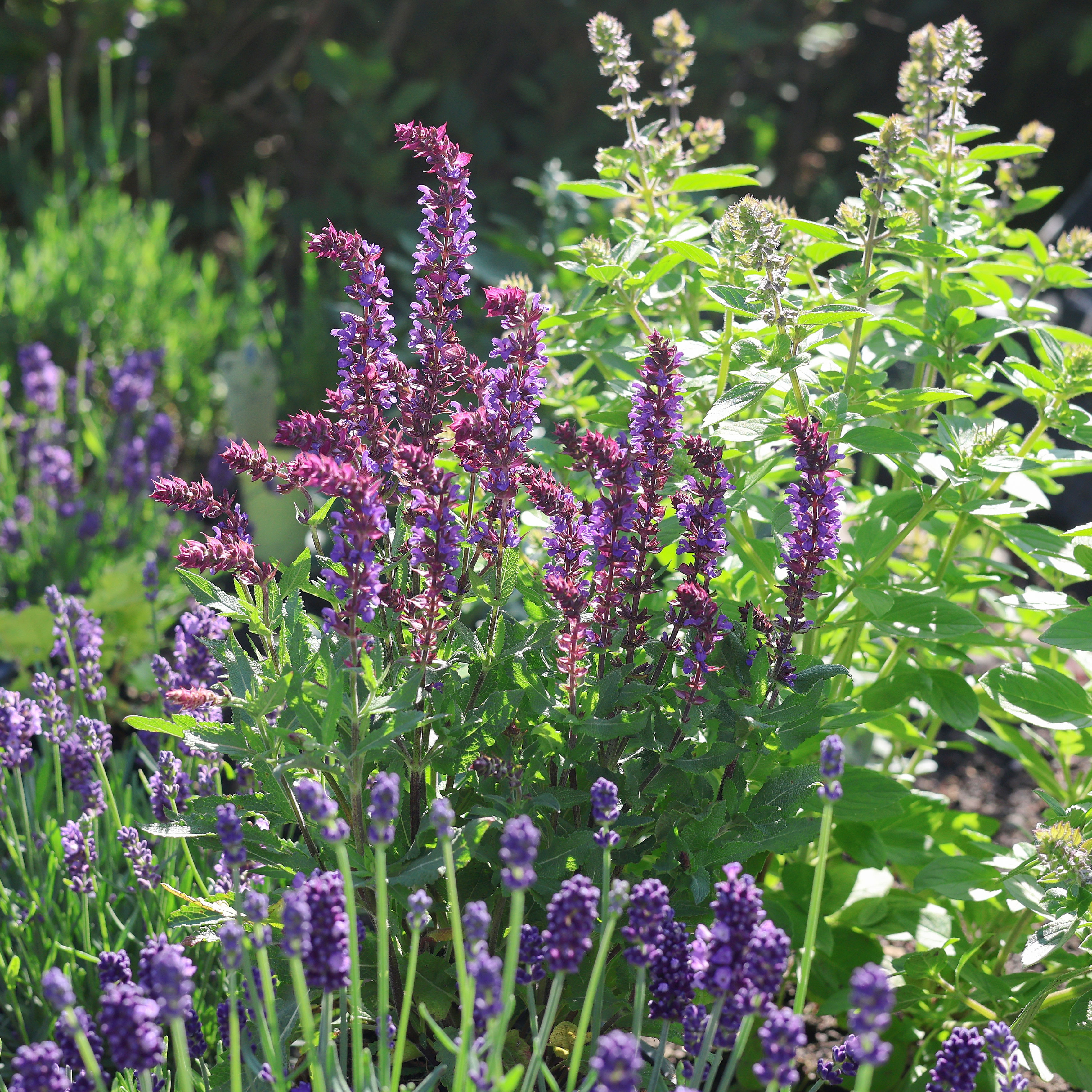 mixed herbs in garden border with lavender and catmint
