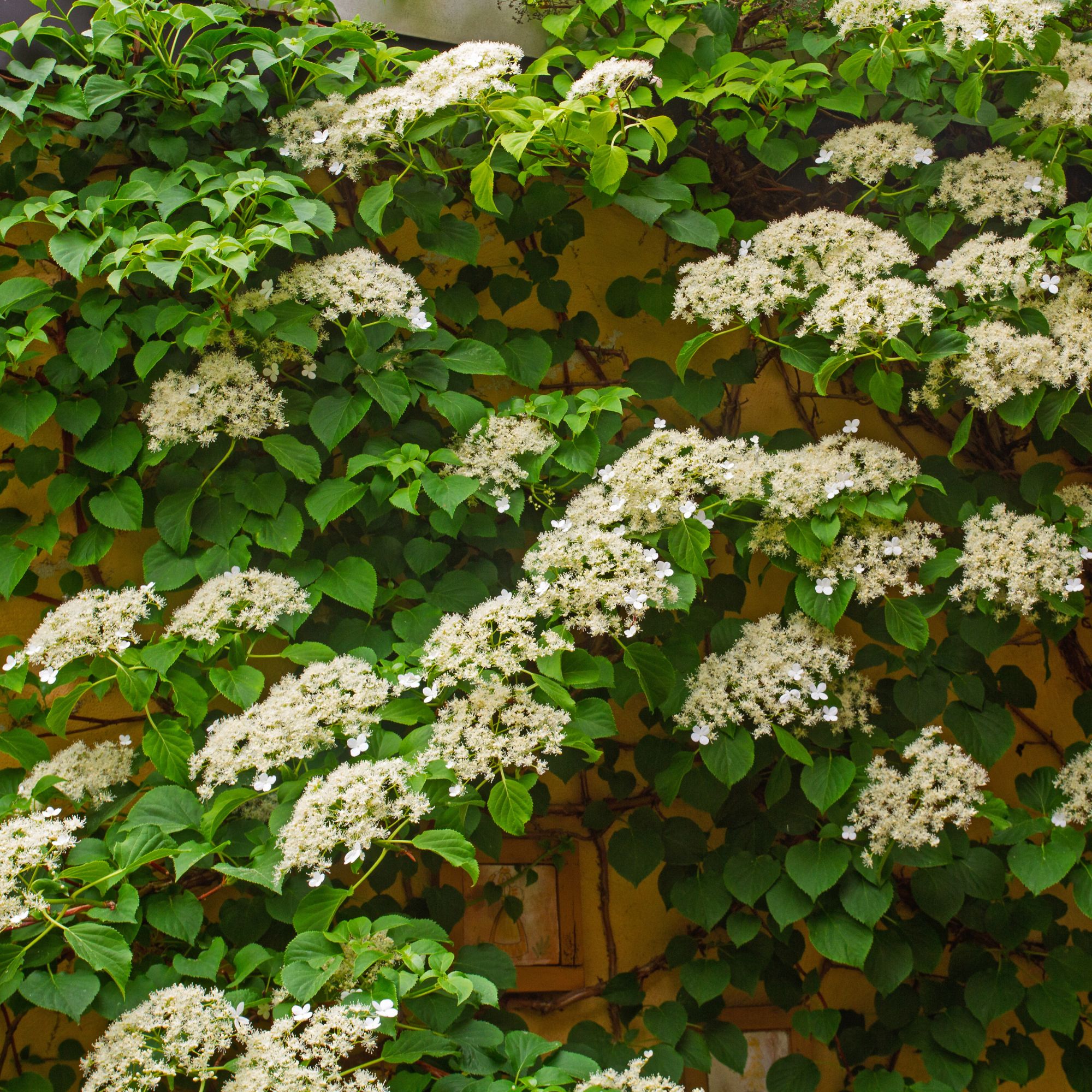 climbing hydrangeas