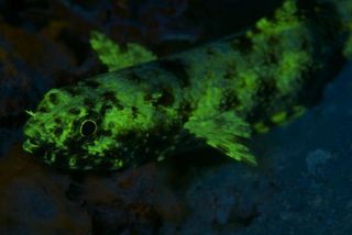A lizardfish glows beneath specialized blue light.
