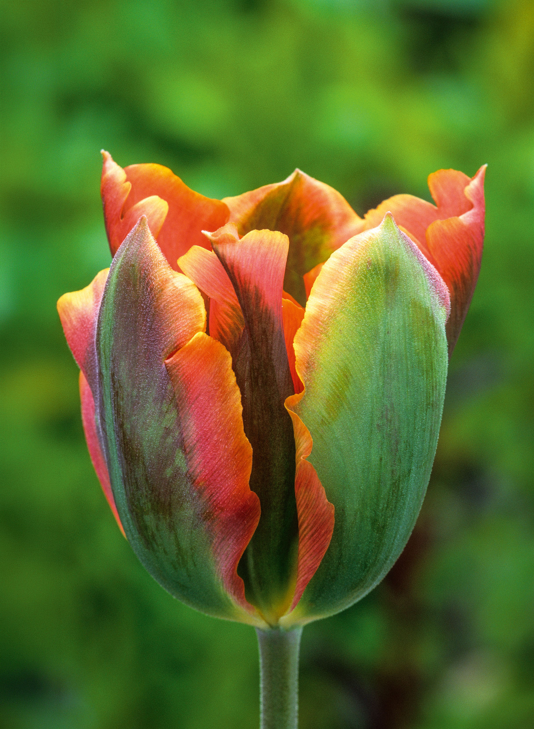 Tulipa &amp;lsquo;Artist&amp;rsquo;