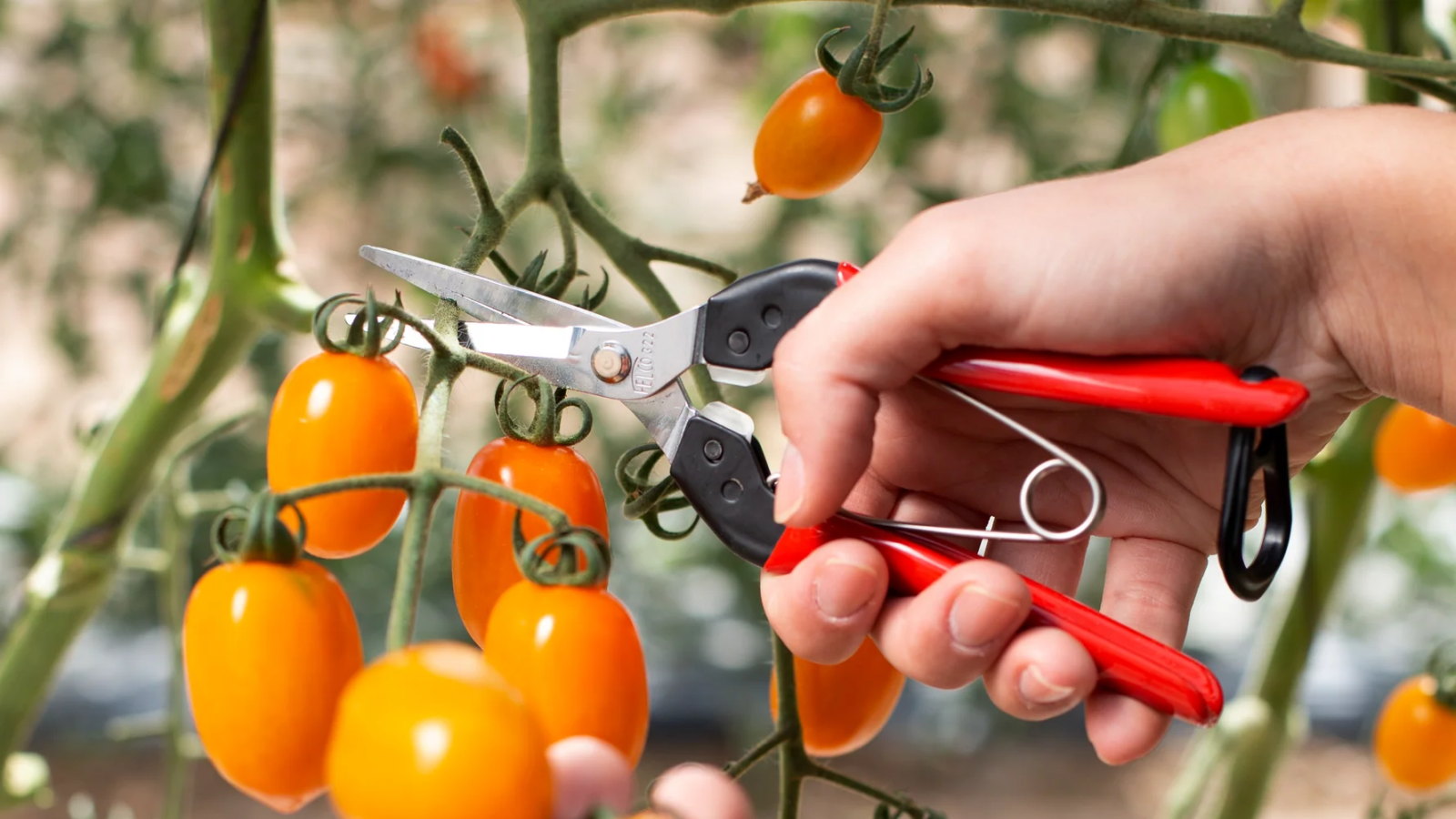 Felco 322 harvesting and trimming snips