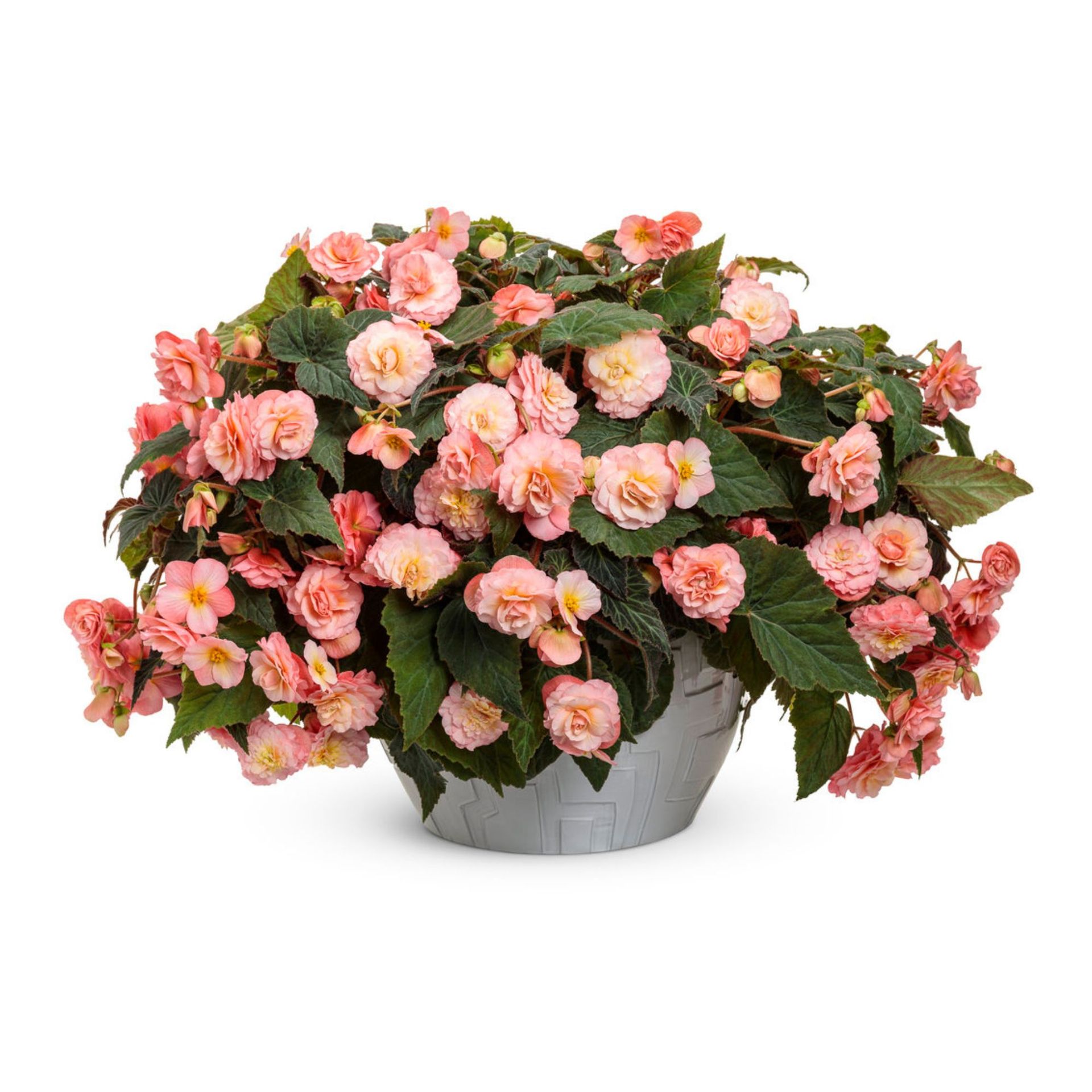 Begonia merah muda di perkebunan