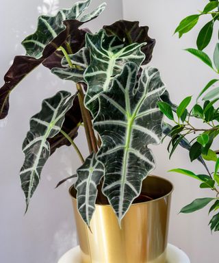 Alocasia Amazonica houseplant in a gold plant pot
