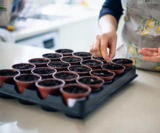 Sowing seeds at home in a kitchen into pots of compost