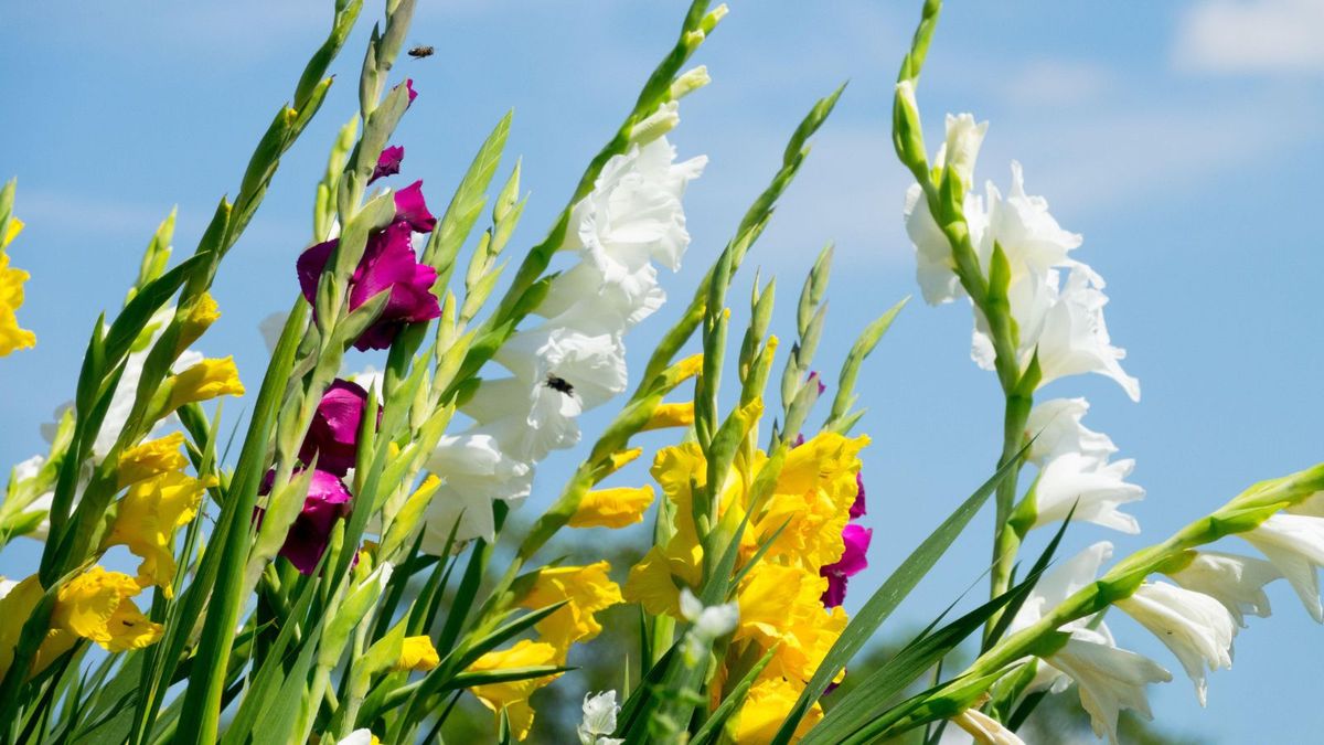 How to plant gladioli bulbs – for a brilliant display