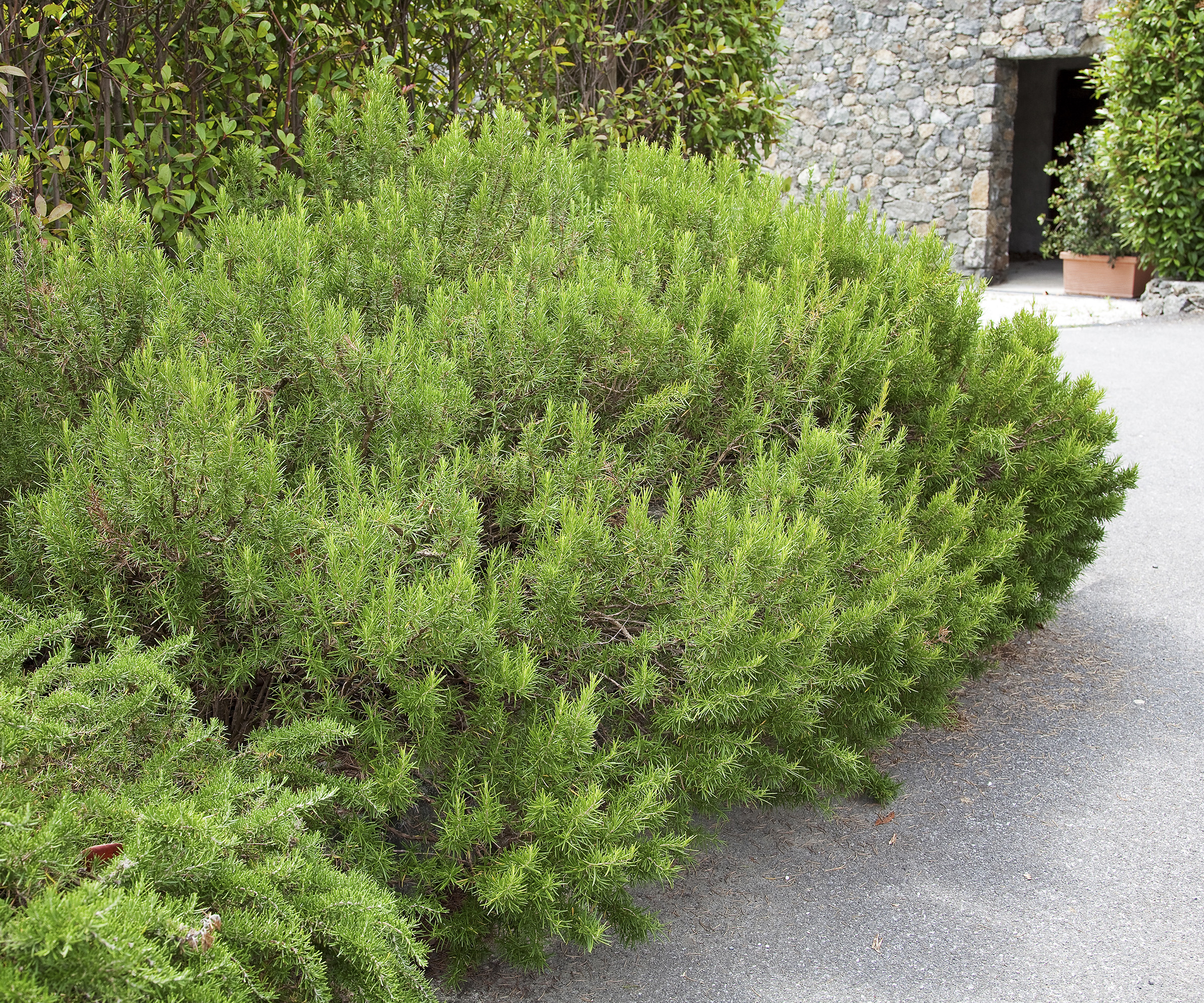 Rosemary plants growing in a clump next to a patio