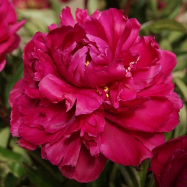 Karl Rosenfield Peony - #3 Container