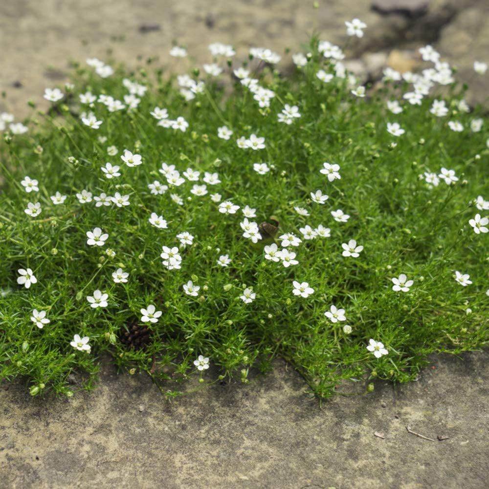The 7 best groundcover plants to prevent weeds Livingetc