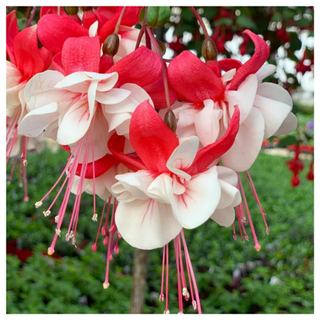 A close-up of red and white fuchsia flowers from Amazon