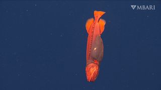 보기 힘든 고래 물고기는 캘리포니아 몬터레이 만 해안에서 2013미터(6,600피트) 깊이에서 목격되었습니다.