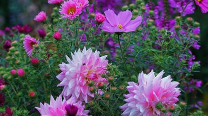 flower bed in summer with pink dahlias, pink cosmos and pink asters