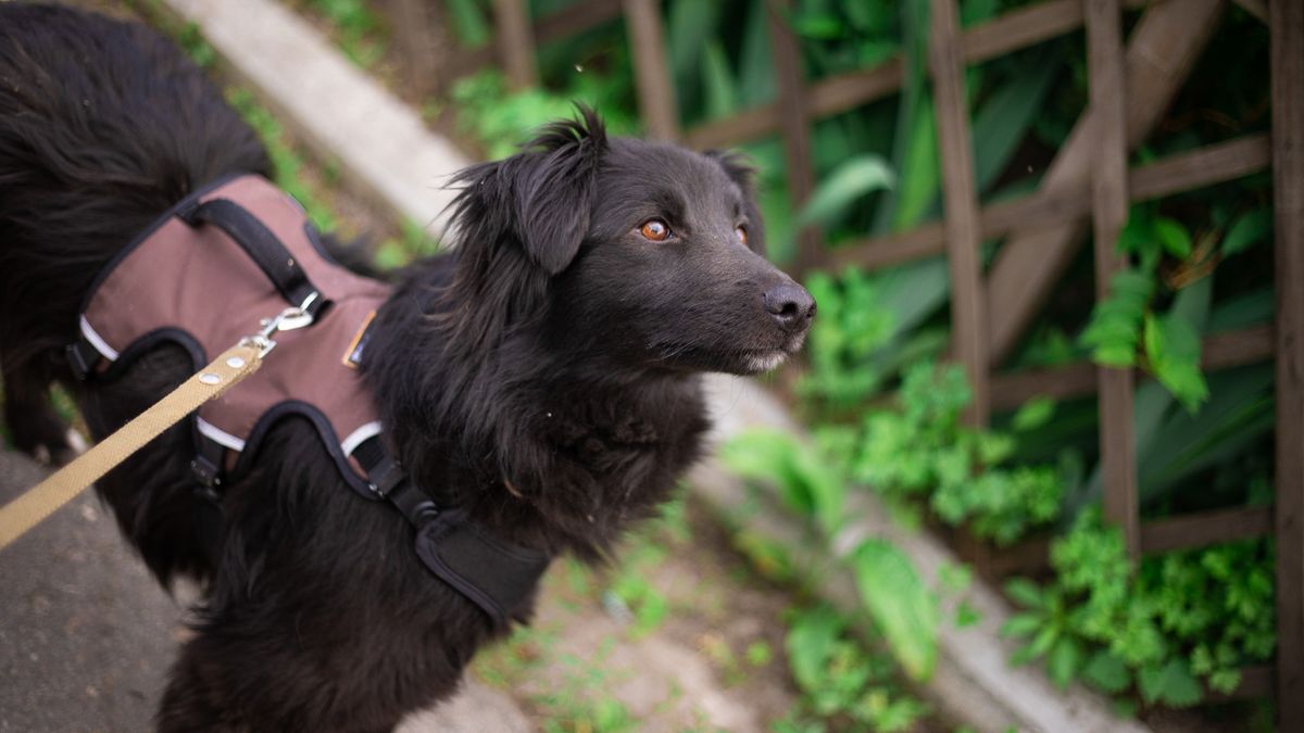 Dog fixating on something in front of them