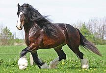 shire1.jpg