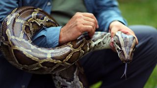 Jeff Fobb holds a Burmese python as he speaks to the media at the start of the 2013 Python Challenge in Davie, Florida.