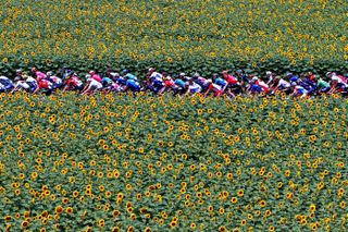 The Peloton passing through a Sunflowers field during the 108th Tour de France 2021, Stage 14 a 183,7km stage from Carcassonne to Quillan / Landscape / @LeTour / #TDF2021 / on July 10, 2021 in Quillan, France. (Photo by Michael Steele/Getty Images)
