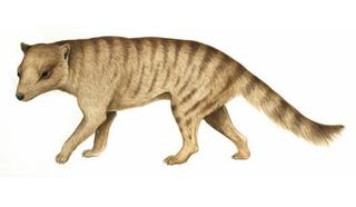 Nimbacinus dicksoni, a thalycine-like marsupial from the mid-Miocene.