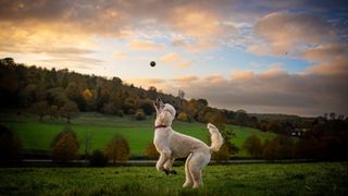 Poodle plays with ball