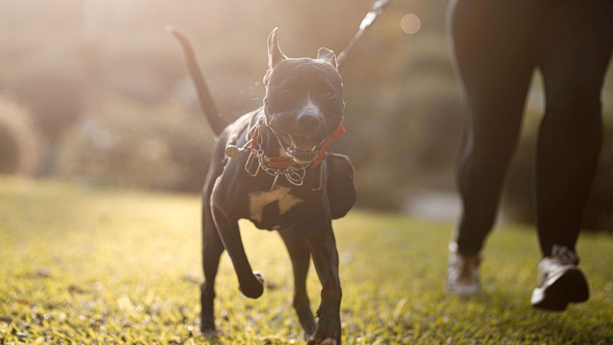 Dog running on leash