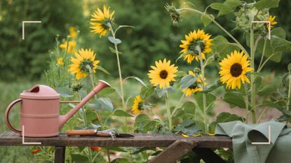 garden with potting table in front of sunflowers to support a guide on how to harvest sunflower seeds for planting