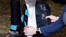 Close up of ice boots being applied to horse&rsquo;s leg