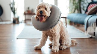 Goldendoodle with inflatable vet collar after being neutered