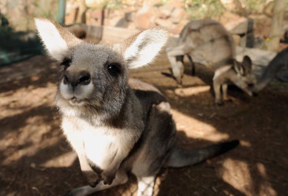 kangaroo