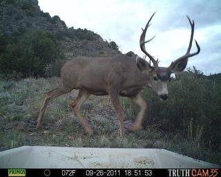 Elk on BLM camera
