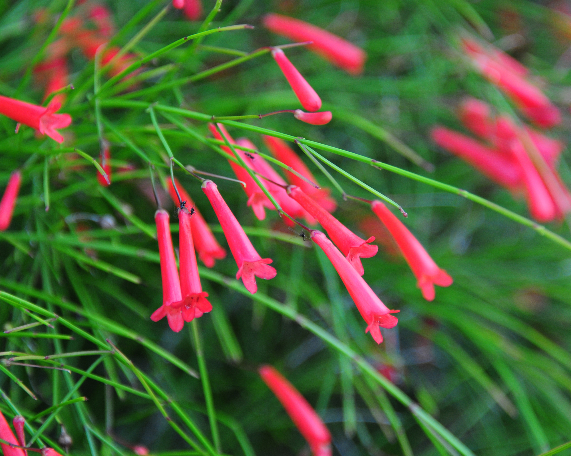 Coral Fountain Firecracker Russelia