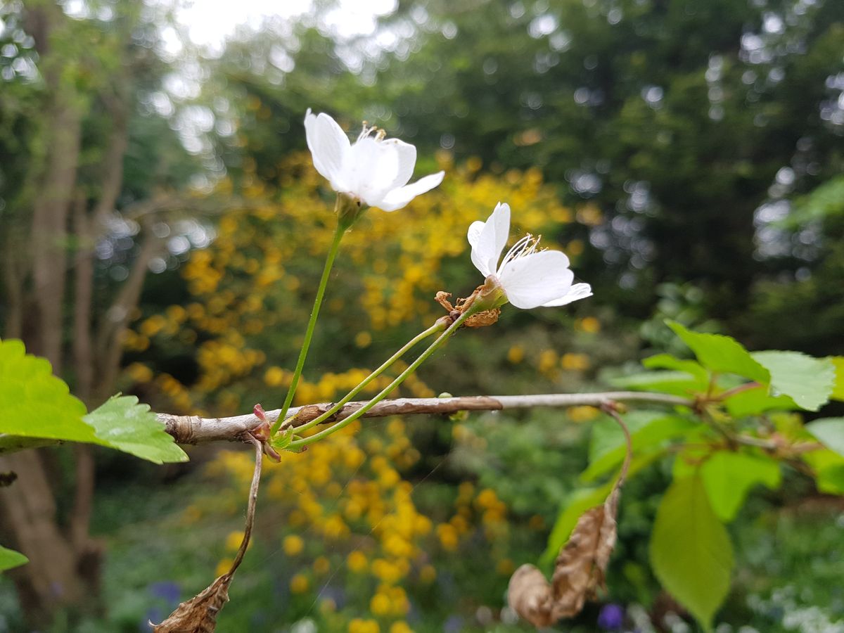 Sin embargo, las flores m&aacute;s brillantes pierden un toque de detalle