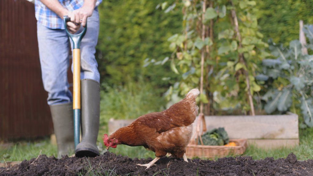 A chicken pecks at soil in front of a gardener with a shovel