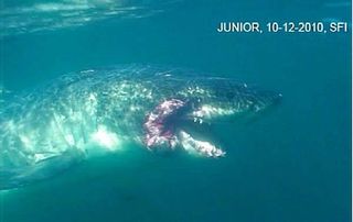 Uh, Junior? The shark in 2010. The picture is a still from a video shot in October at the Farallon Islands. The image surfaced in March 2011.