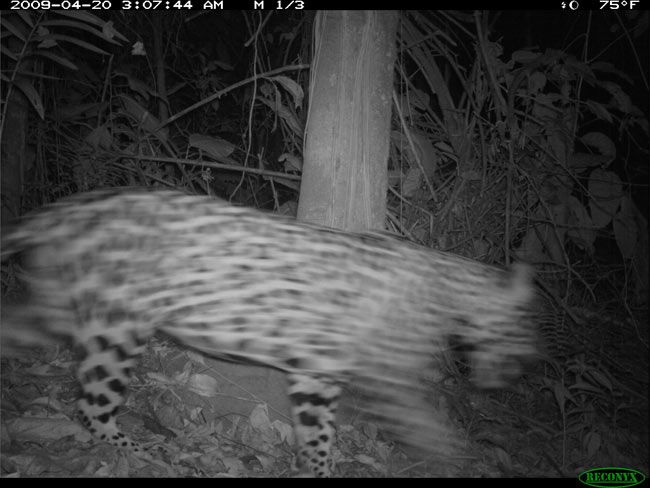 Jaguar Photographed Visiting Island in Panama Canal | Live Science