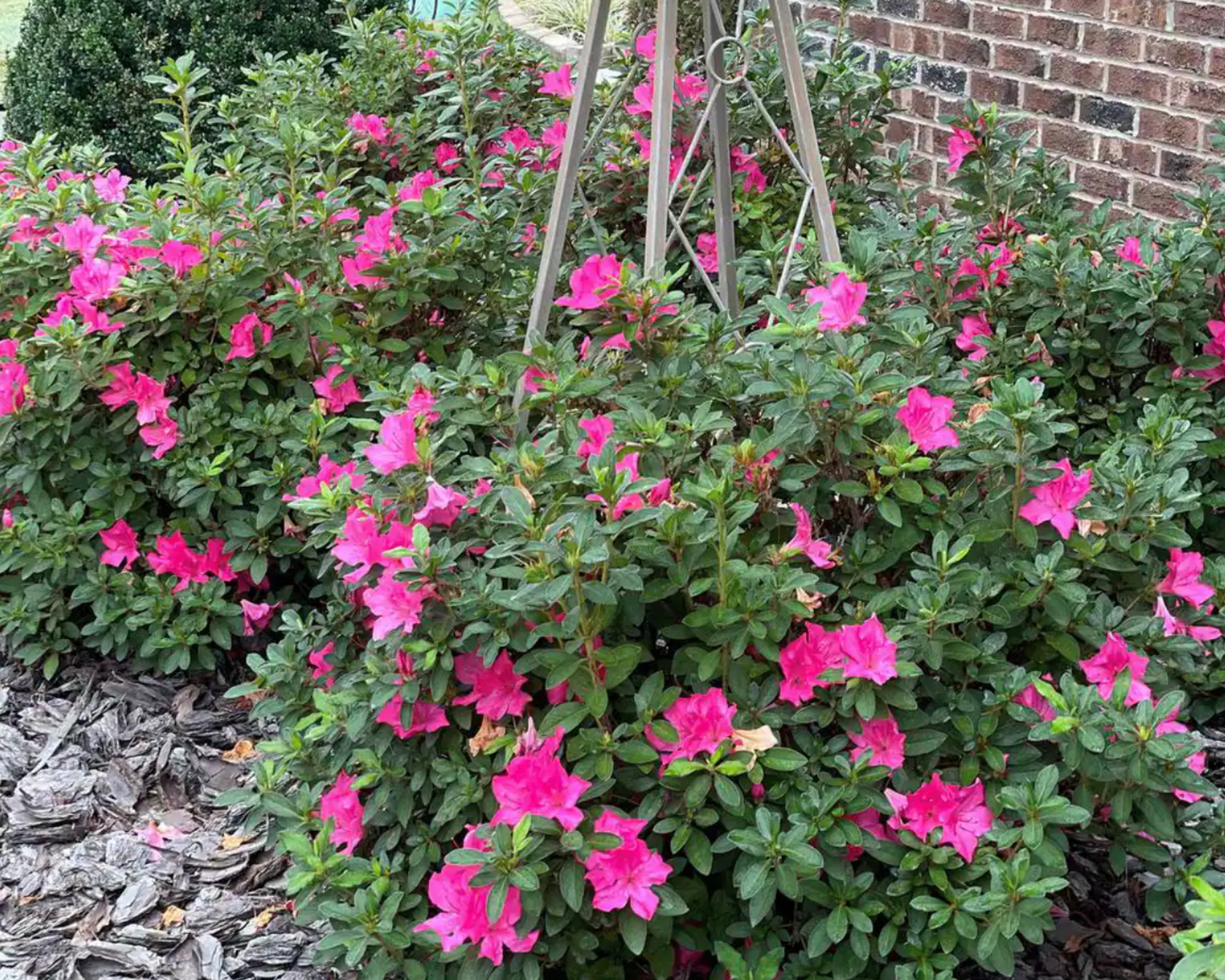 Autumn Sangria shrubs in a garden