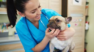 Is pet insurance worth it? A French Bulldog having his teeth examined by a vet