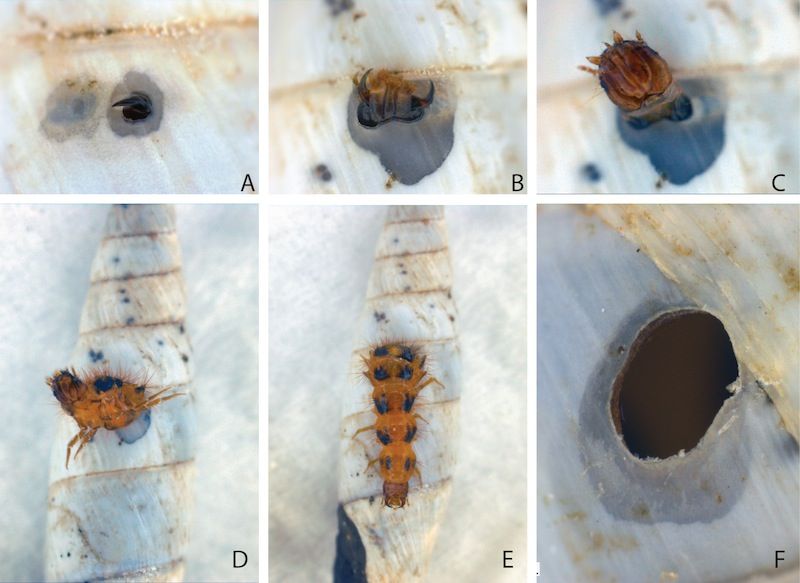 A beetle larva leaves its temporary home.