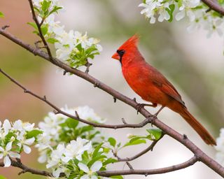 Cardinal perched on blossom branch in spring