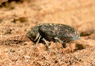 a deathwatch beetle