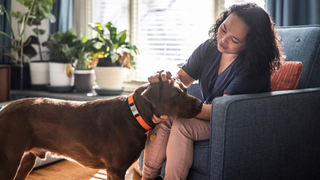 Pet sitter stroking a dog while sat on a chair