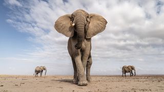 Elephant Trio, Amboseli, Kenya, 2023: “Flanked by companions, a female elephant stands her ground”