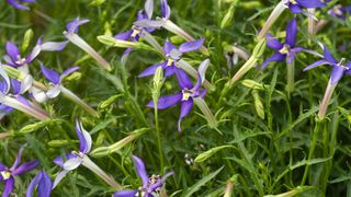 purple laurentia flowers