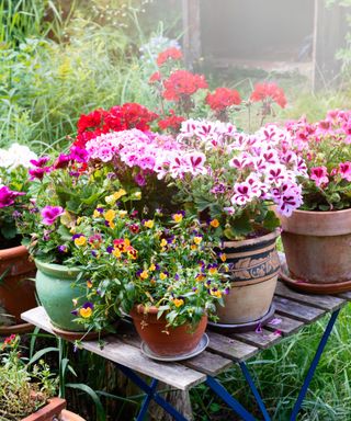 A collection of purple and red flower pots on a wooden table in a backyard