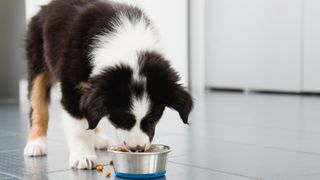 dog eating kibble