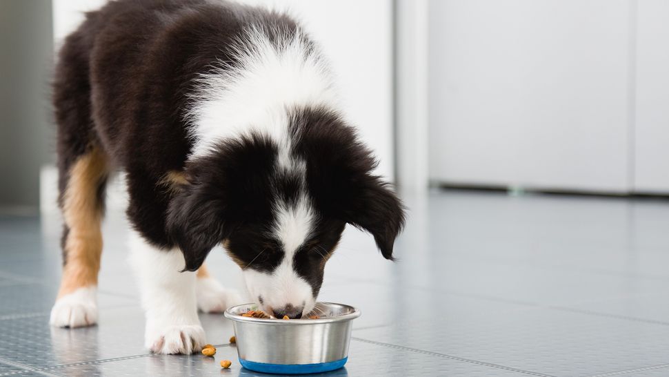 Purina vs. Royal Canin dog food PetsRadar