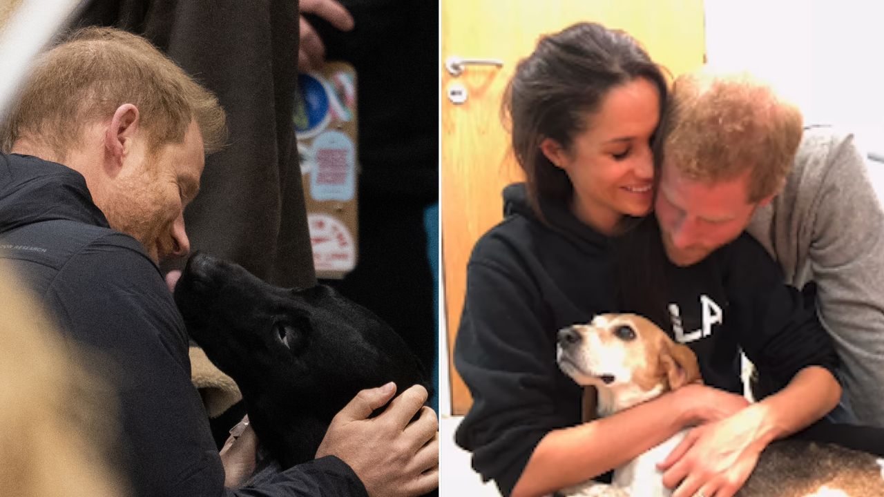 Prince Harry pets a dog at the Invictus Games 2025, Meghan Markle and Harry cuddle their dog Guy